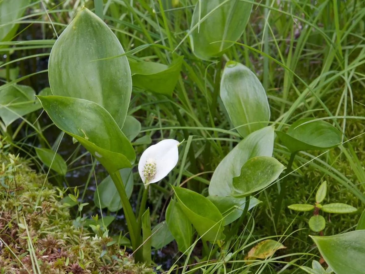 Calla selvatica fiori