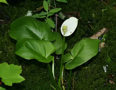 La calla selvatica al momento della sua sbocciatura