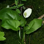 La calla selvatica al momento della sua sbocciatura