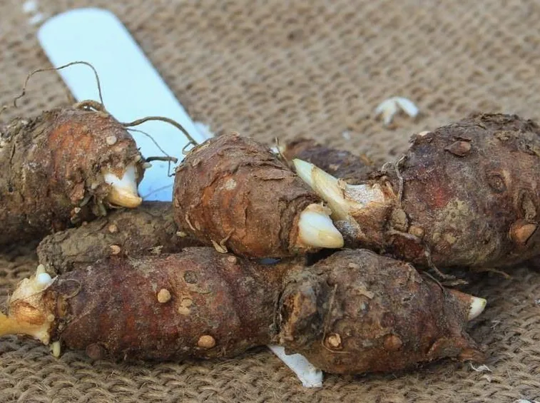 Bulbi di calla selvatica pronti per la semina