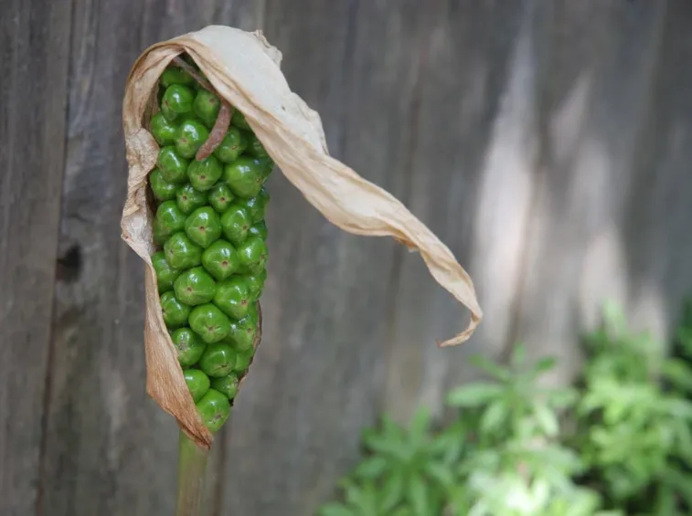 Momento di schiusura dei frutti della calla selvatica