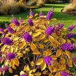 Come riconoscere la callicarpa e perché a ottobre dà il meglio