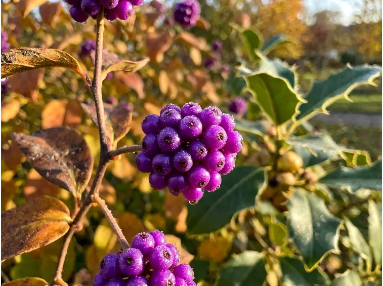 Abbinamenti in giardino e uso delle bacche nelle composizioni