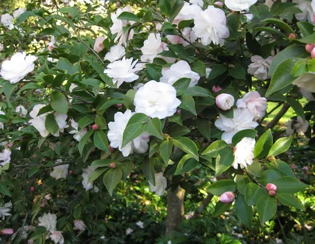 Piante di camelia bianca
