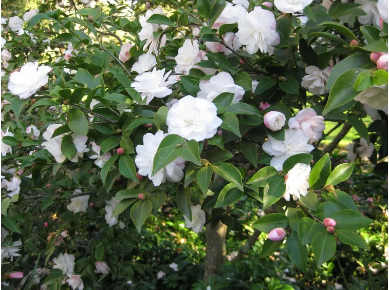 Piante di camelia bianca