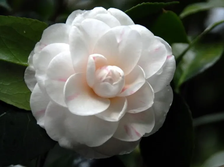 Fiore della camelia