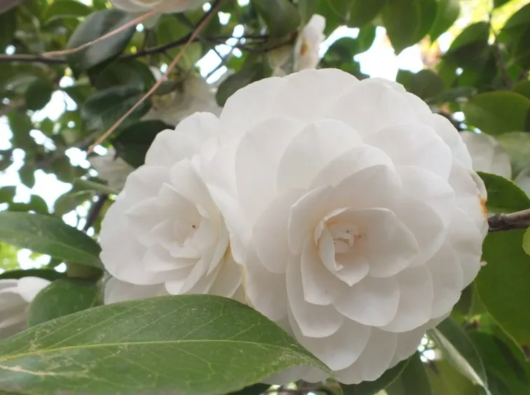 Piante di camelia