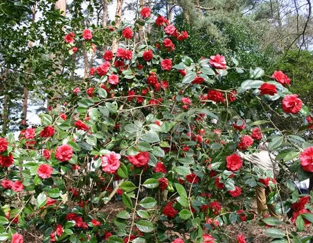 Cespuglio di camelia rossa.