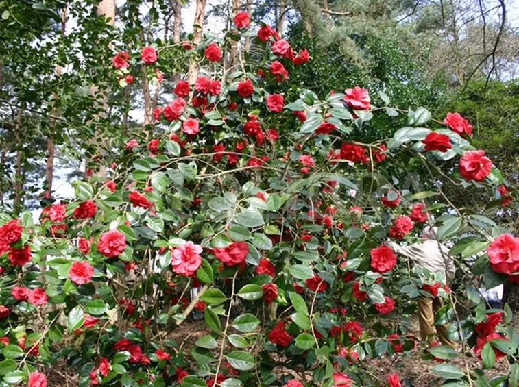 Cespuglio di camelia rossa.
