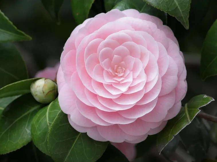 Camelia rosa.