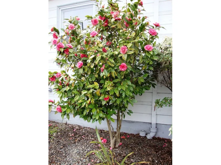 Arbusto di camelia, in giardino.