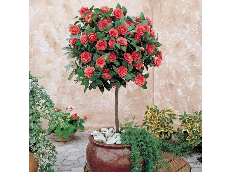 Camelia rossa in vaso