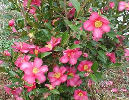 Camelia sasanqua - fiore