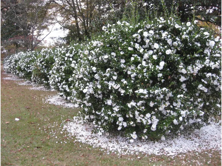 Camelia sasanqua dai fiori bianchi