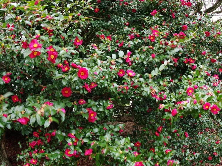 Camelia sasanqua
