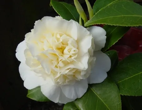 camelia jurys yellow