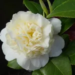 camelia jurys yellow