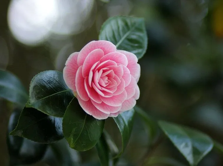 camelia