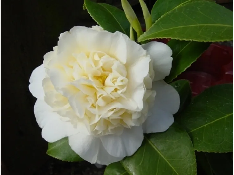 camelia jurys yellow
