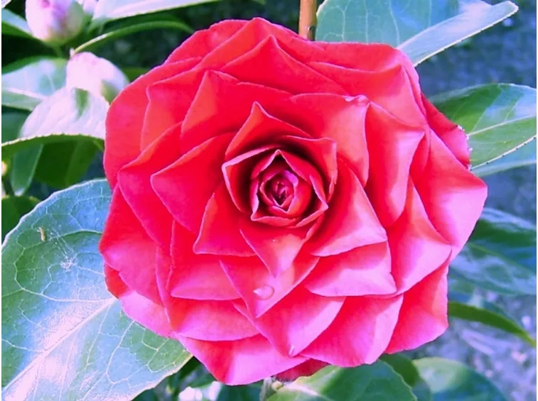 camelia hybride rogers hall