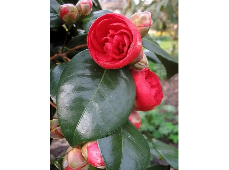 camelia adolphe audusson 0630