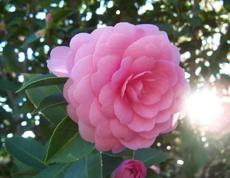 Camellia japonica