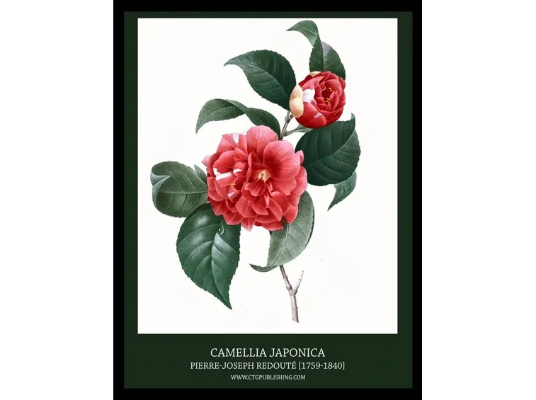 Camellia japonica (disegno del 1827)