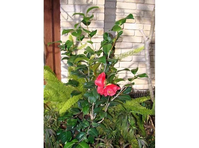Piantina di camellia japonica