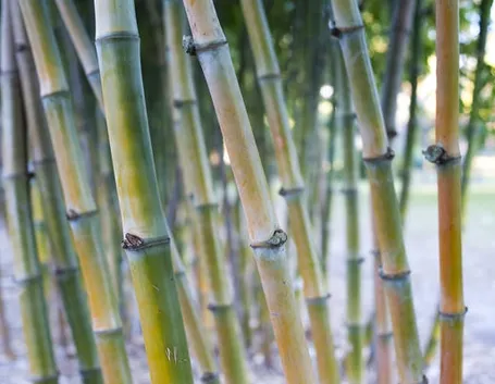 Piantagione di canne di bamboo