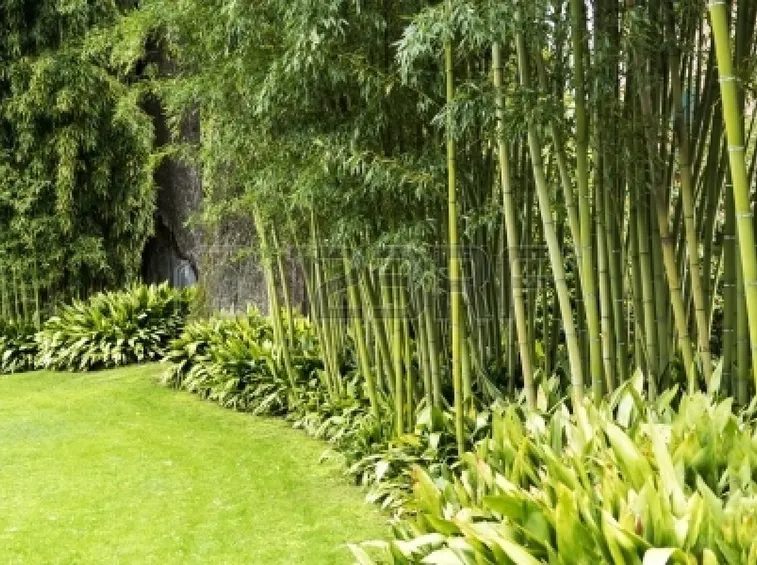 Giardino decorato con canne di bambù