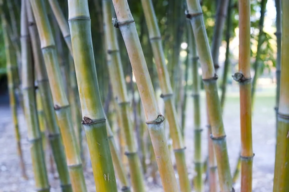 Piantagione di canne di bamboo