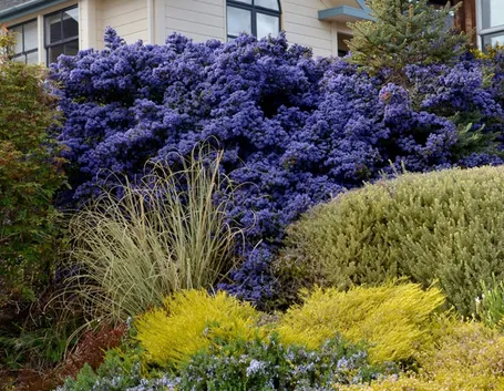 Ceanothus
