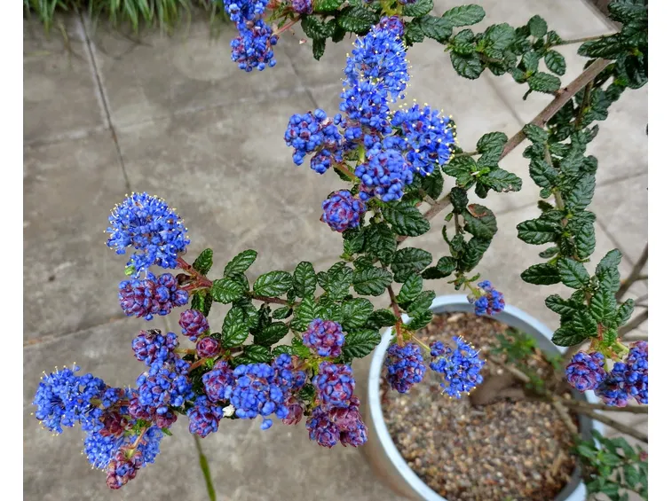 Ceanothus pianta