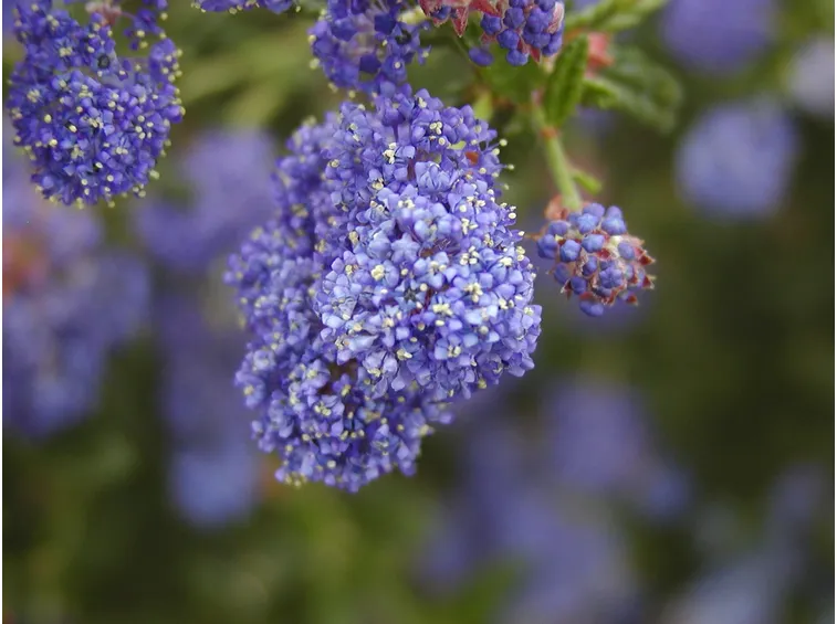 Ceanothus fiore