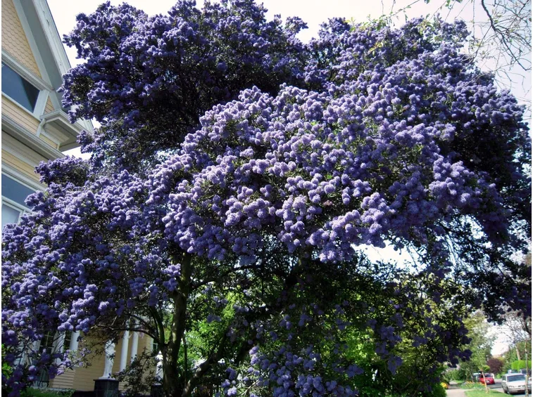 Coltivazione ceanothus