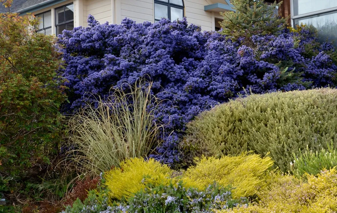 Ceanothus