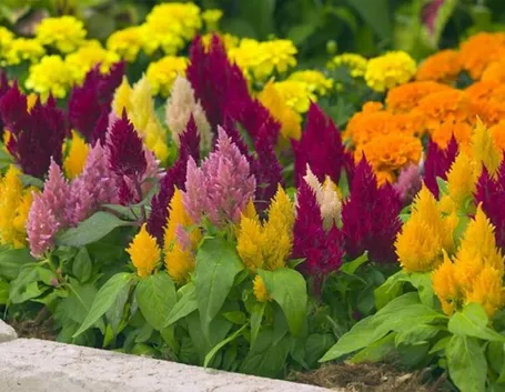 Celosia pianta