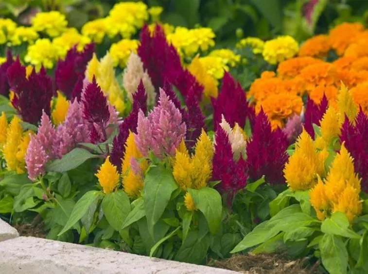 Celosia pianta