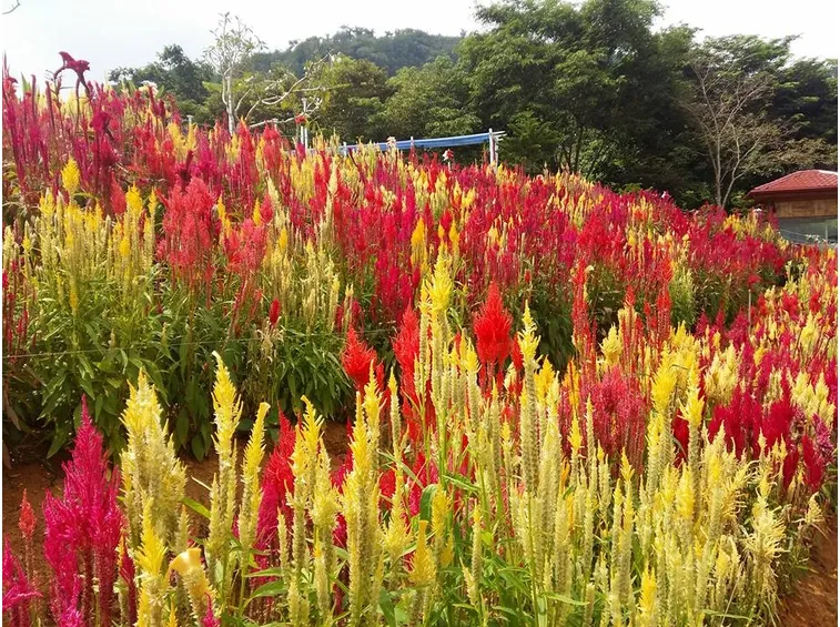Celosia coltivazione aperto