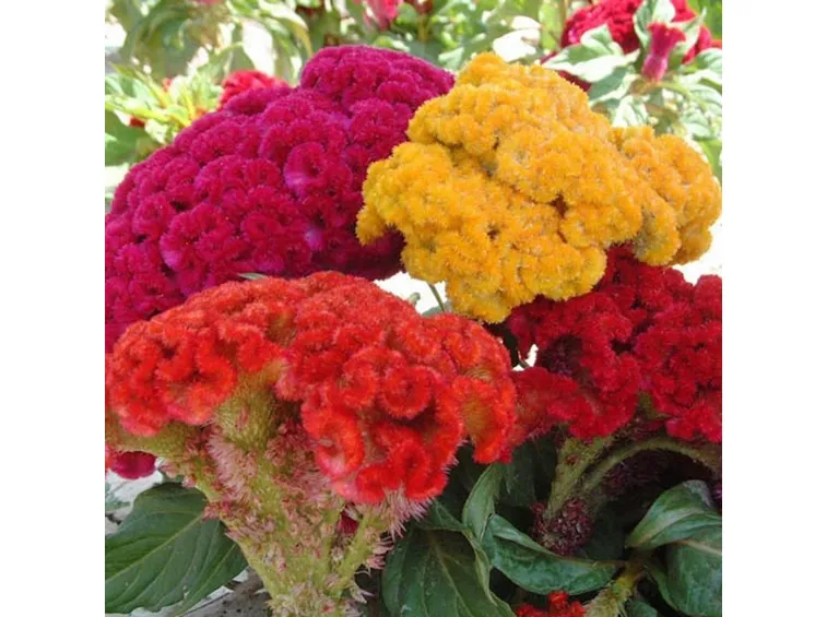 Varietà piante ornamentali