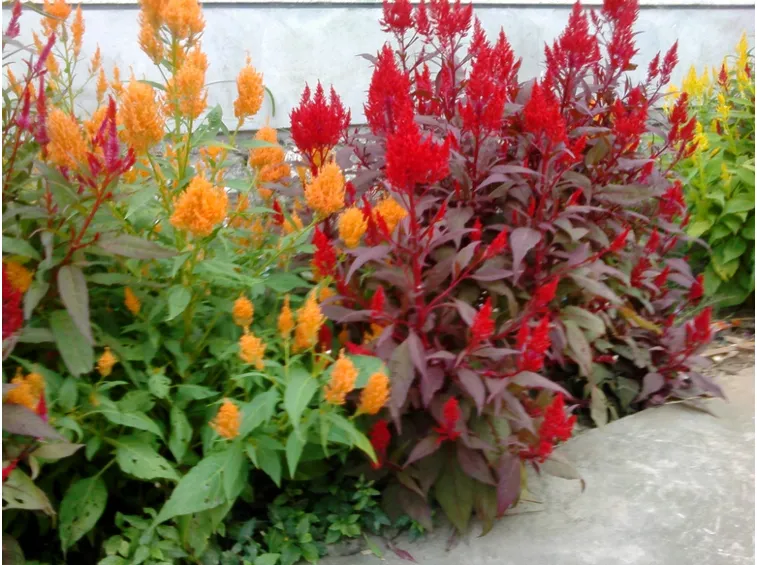 Pianta celosia giardino