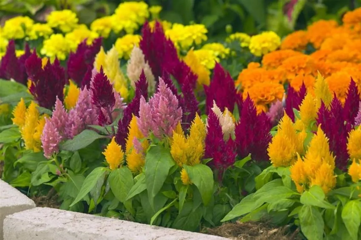 Celosia pianta