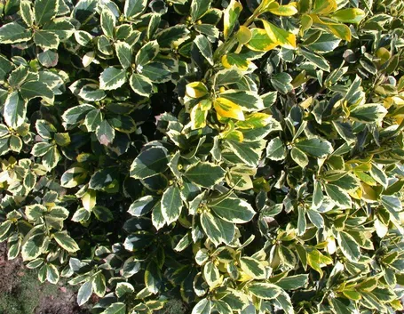 Cespugli sempreverdi: agrifoglio