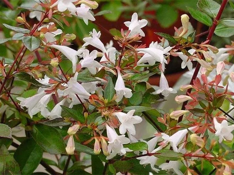 Particolare di un cespuglio di abelia