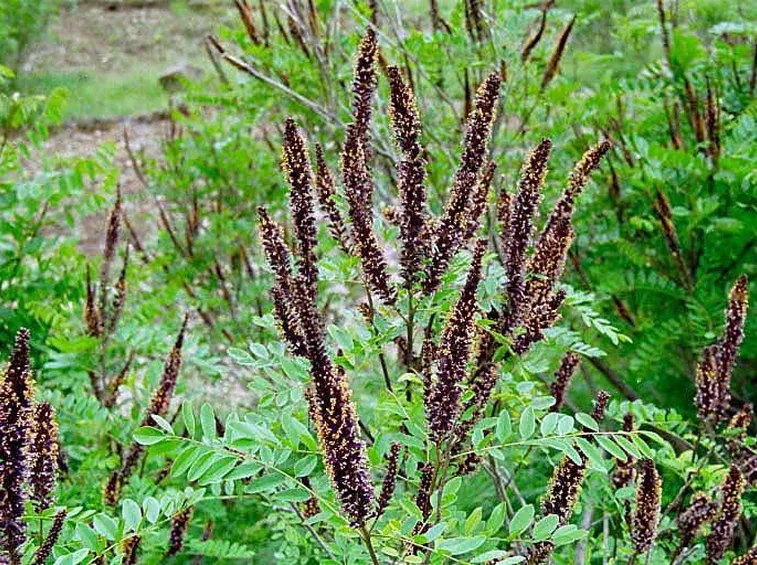 Esemplare di amorpha