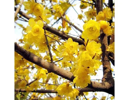 Dettaglio fogliame Chimonanthus praecox.
