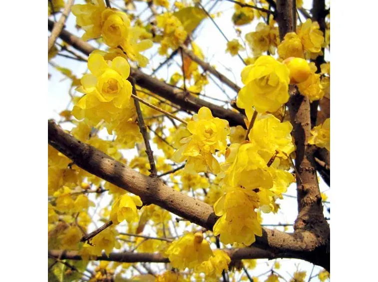 Dettaglio fogliame Chimonanthus praecox.