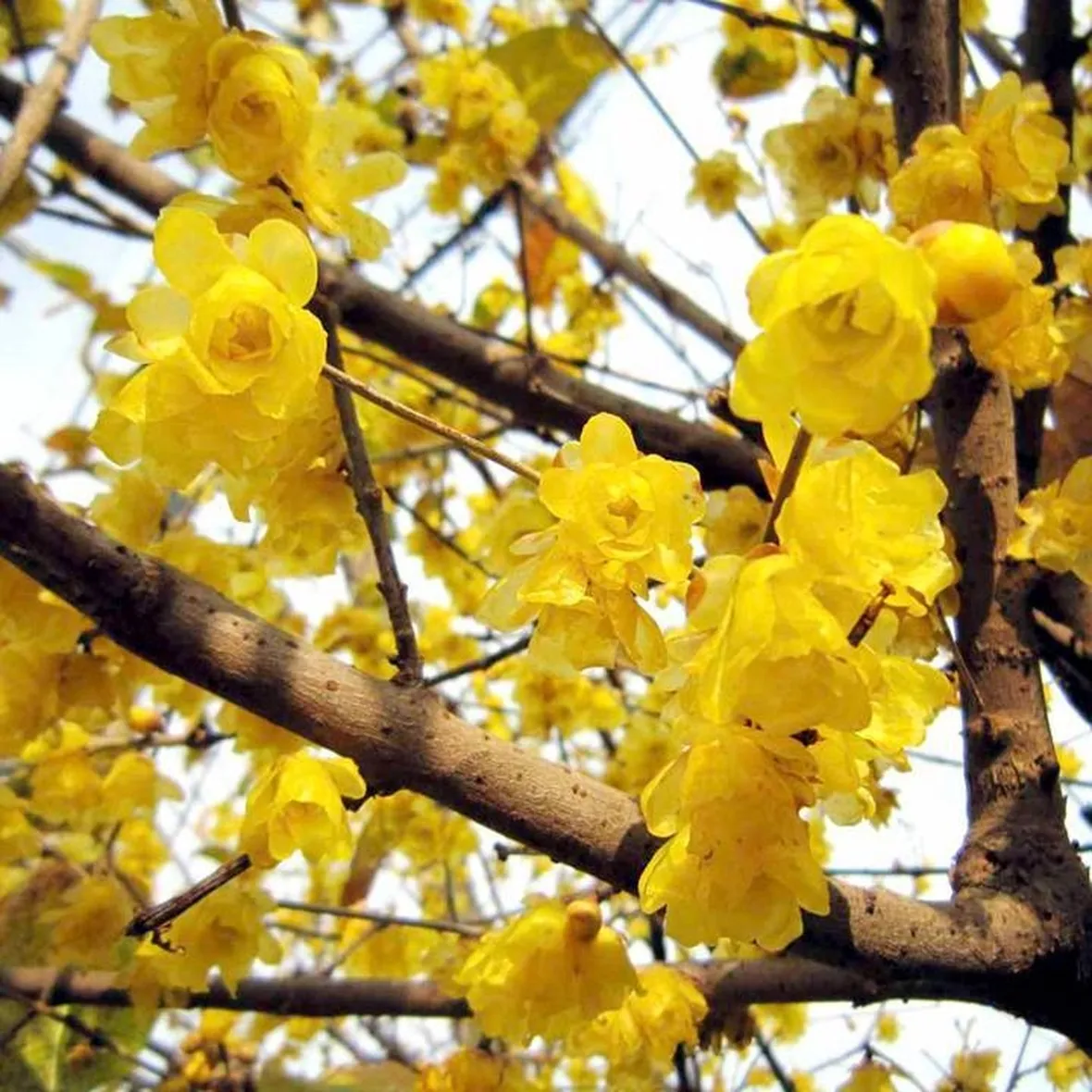 Dettaglio fogliame Chimonanthus praecox.