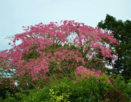 Chorisia speciosa
