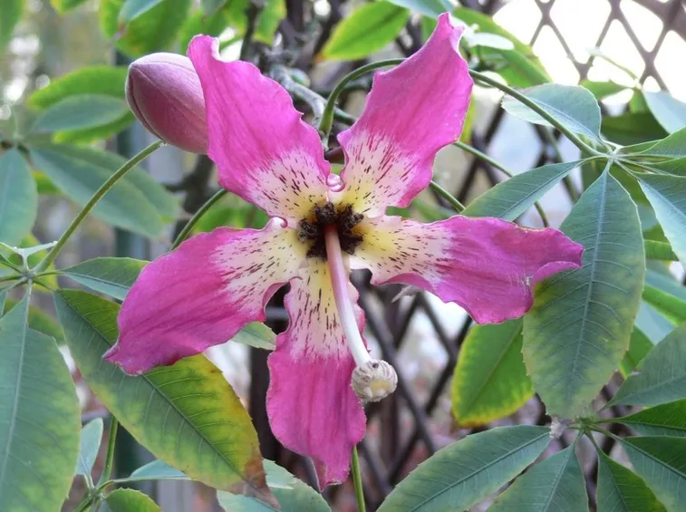 Fiore chorisia
